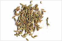 Fennel Seeds