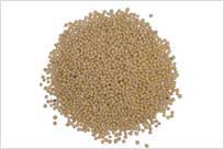 Mustard Seeds (Yellow/Black)